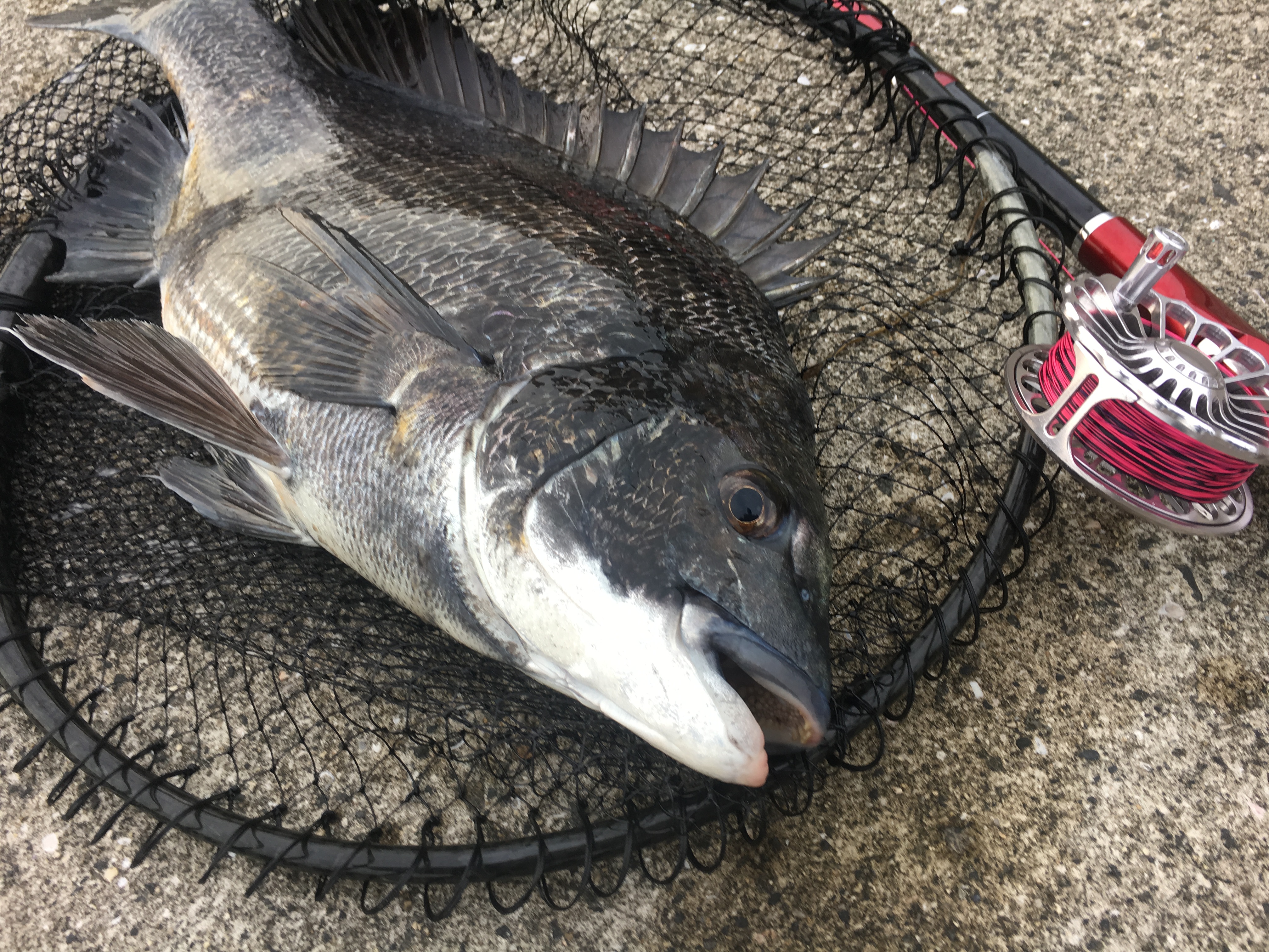 ハング 激流 スリット そして暴風雨 障害が有るほど恋は燃える チヌ釣りも一緒ですたい 釣行記ダイジェスト版 落とし込み ヘチ釣り前打ち情報 テトリスト Com