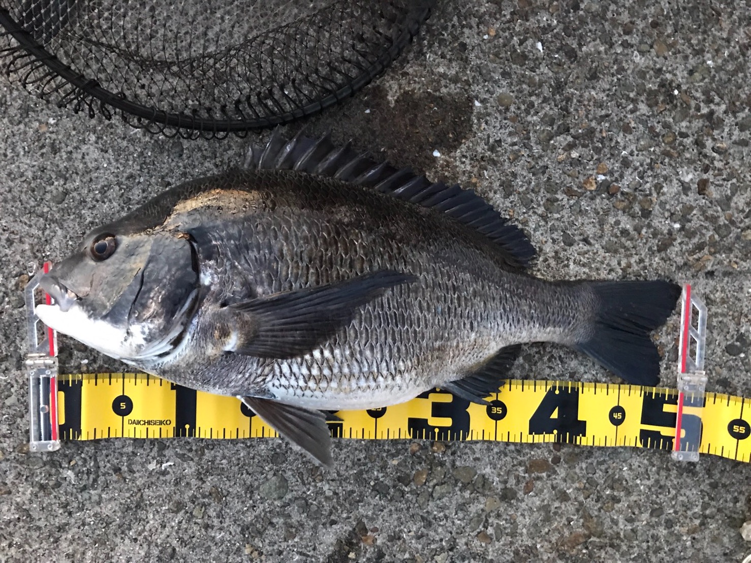 祝 落とし込み 始めて1年 初めての 北港スリット で初めての 年無し ゲット 落とし込みヘチ釣り前打ち情報 テトリスト Com